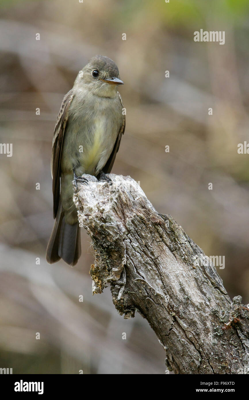 Eastern WoodPewee (Contopus virens) perched on a branch in Costa Rica. Stock Photo