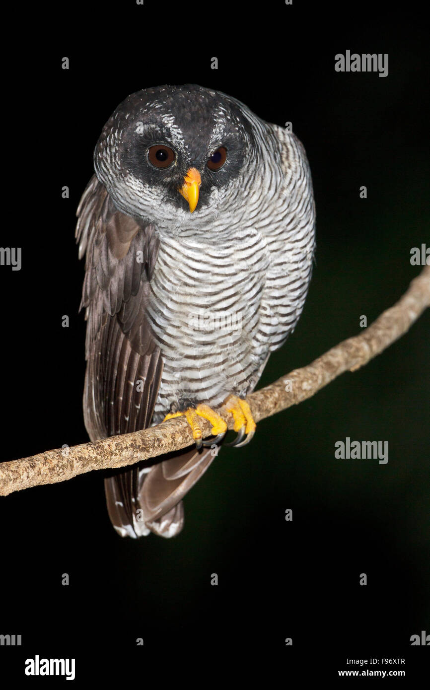 Blackandwhite Owl (Strix nigrolineata) perched on a branch in Costa Rica. Stock Photo