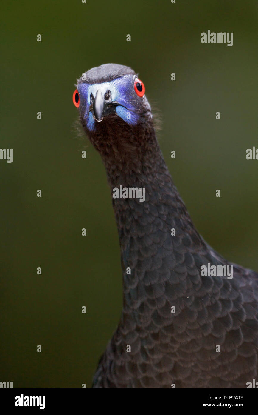 Black Guan (Chamaepetes unicolor) perched on a branch in Costa Rica, Central America. Stock Photo