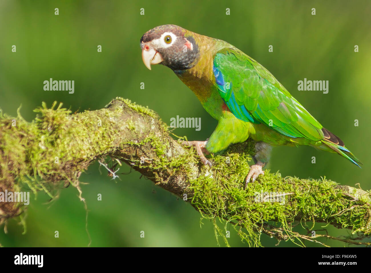 Brownhooded Parrot (Pyrilia haematotis) perched on a branch in Costa Rica. Stock Photo
