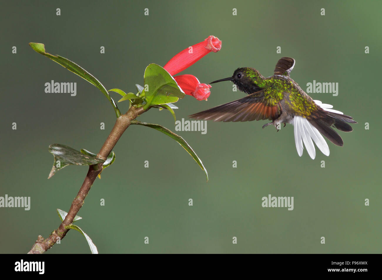 Blackbellied Hummingbird (Eupherusa nigriventris) flying and feeding at a flower in the cloud forest of Costa Rica, Central Stock Photo