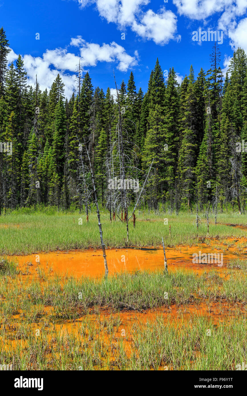 Ochre colored Paint Pots, Kootenay National Park, British Columbia, Canada. Stock Photo