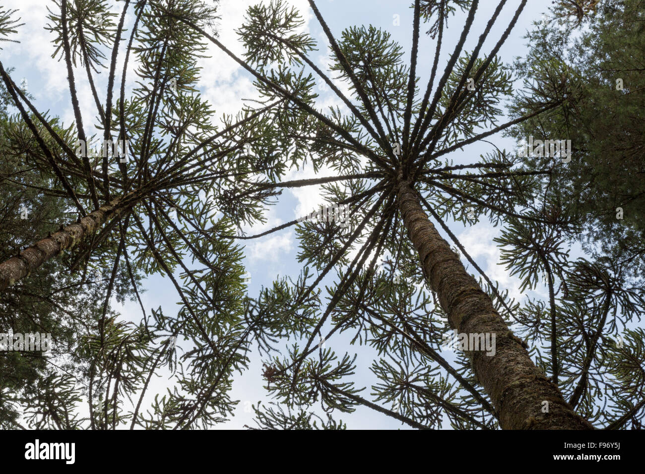 Brazilian pine (Araucaria angustifolia), a.k.a. parana pine, candelabra tree (pinheiro brasileiro, parana), treetop, Campos do Jordao, SP, Brazil Stock Photo