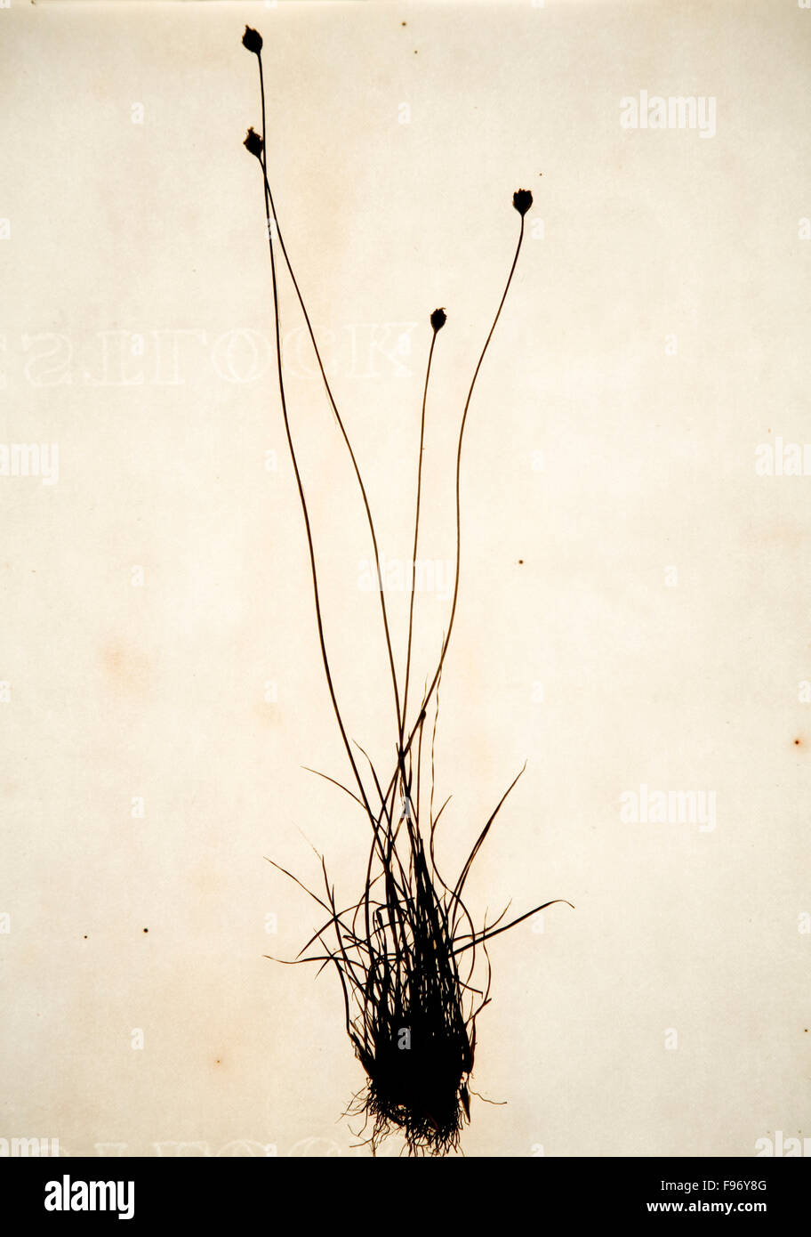 Xyris tenuifolia Chapm. A preserved botanical specimen and it's roots. Back lit. Stock Photo
