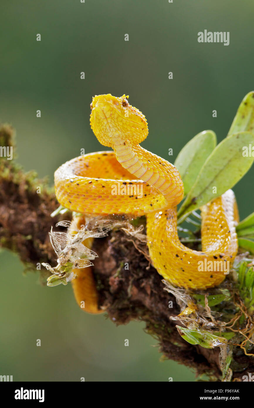 Eyelash Viper perched on a branch in Costa Rica, Central America. Stock Photo