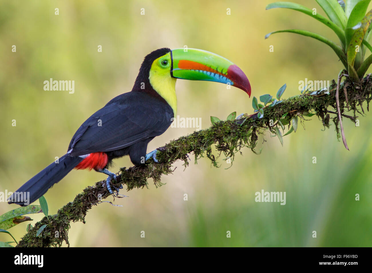 Keelbilled Toucan (Ramphastos sulfuratus) perched on a branch in Costa Rica. Stock Photo