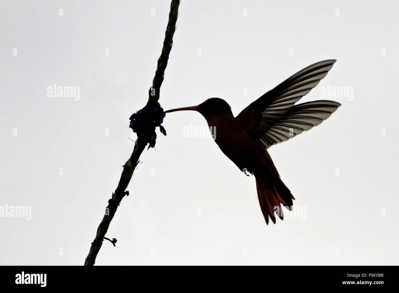 Cinnamon Hummingbird (Amazilia rutila) flying and feeding on a flower in Costa Rica. Stock Photo