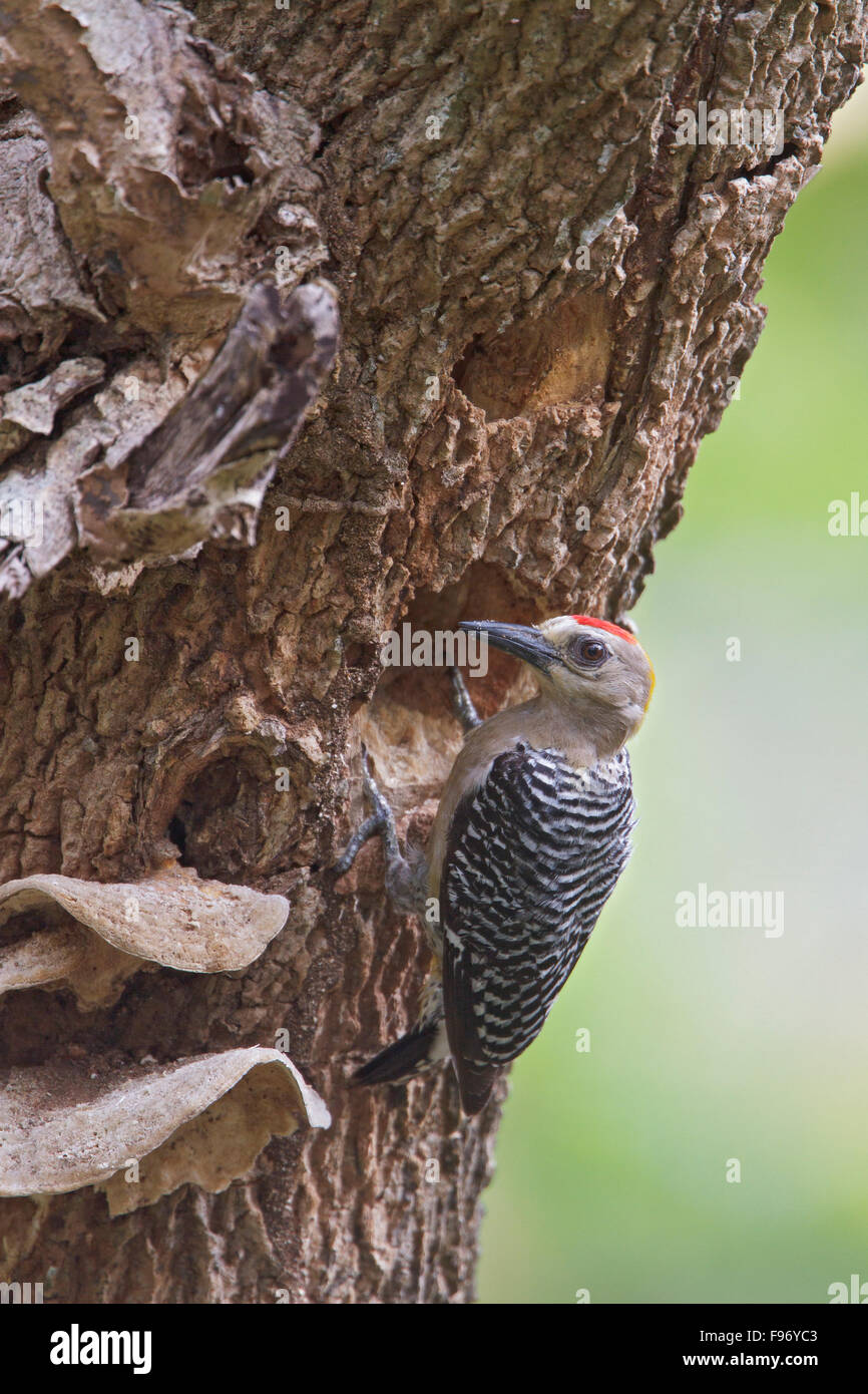 Hoffman's Woodpecker (Melanerpes hoffmannii) excavating a nest cavity in a dead tree in Costa Rica, Central America. Stock Photo