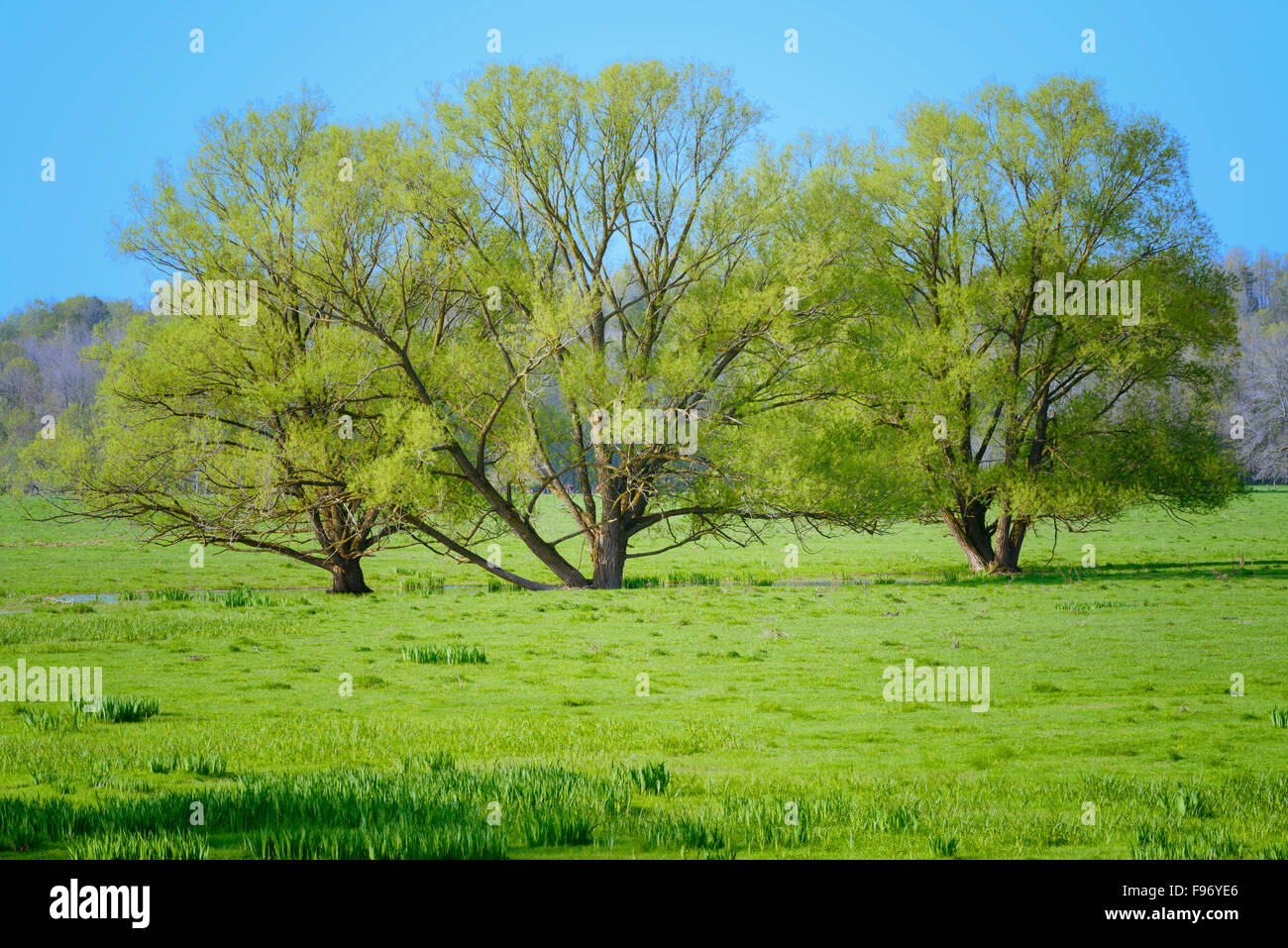 Three amigos hi-res stock photography and images - Alamy