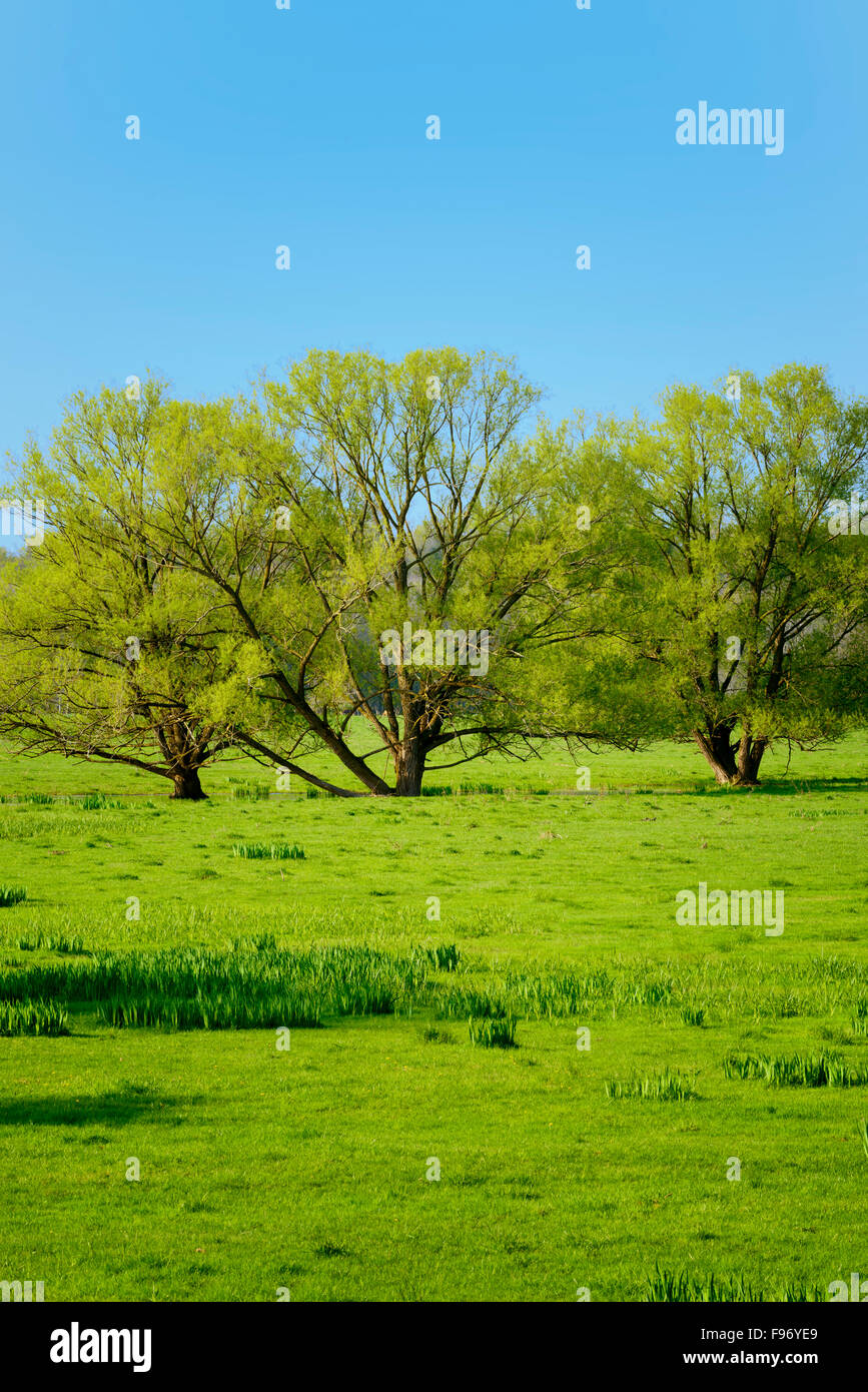 Three amigos'  3 trees together in field during leaf out in Spring, near Paisley, Ontario Stock Photo