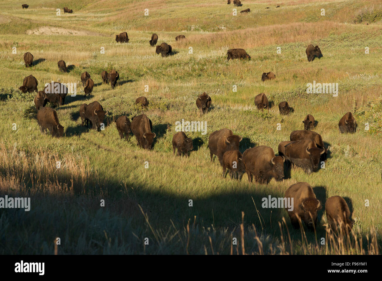 Bison Herd moving across grasslands, (Bison bison), Custer State Park ...