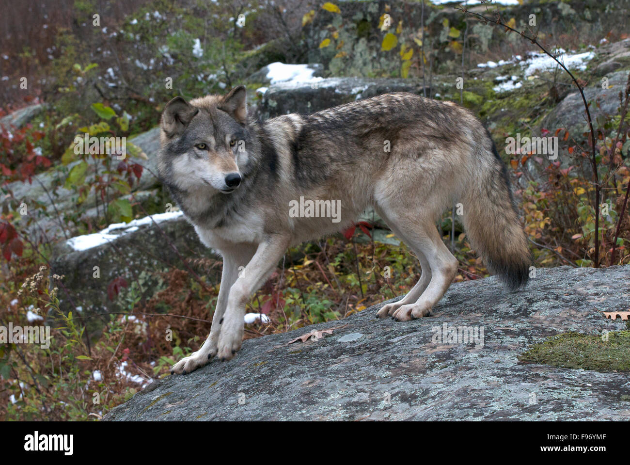 Gray Wolf (Canis lupus), Superior National Forest, MN, USA Stock Photo