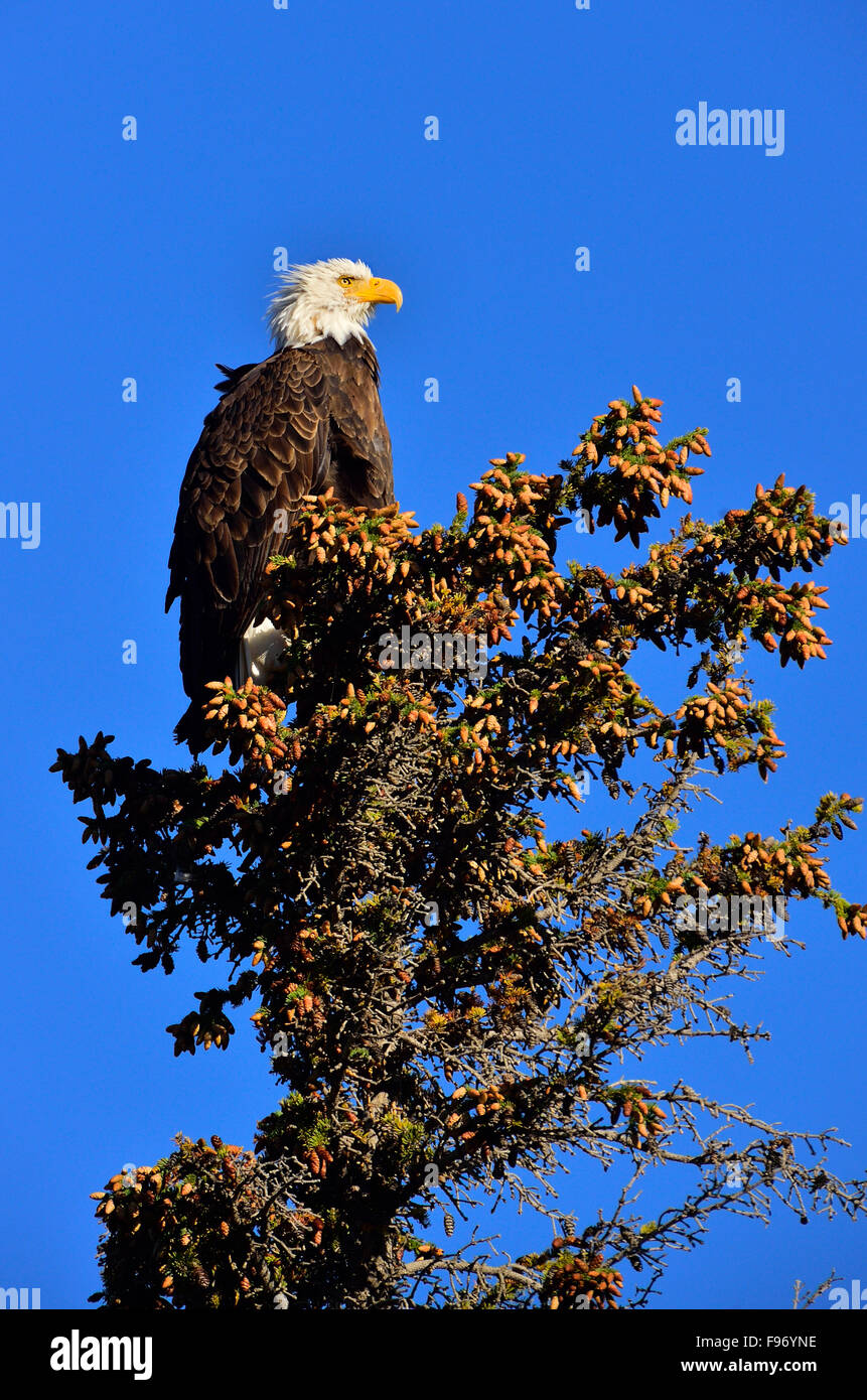 A image of a wild mature bald eagle, haliaeetus leucocephalus, perched on a spruce tree top in Jasper National Park, Alberta, Stock Photo