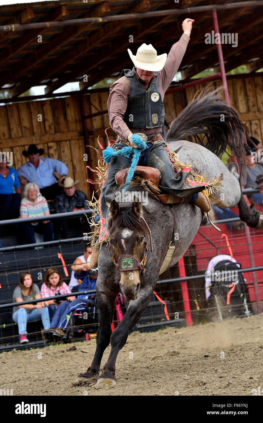 A cowboy tries his hand at riding a bucking saddlebronc horse at a rodeo competition in an outdoor arena in western Alberta Stock Photo