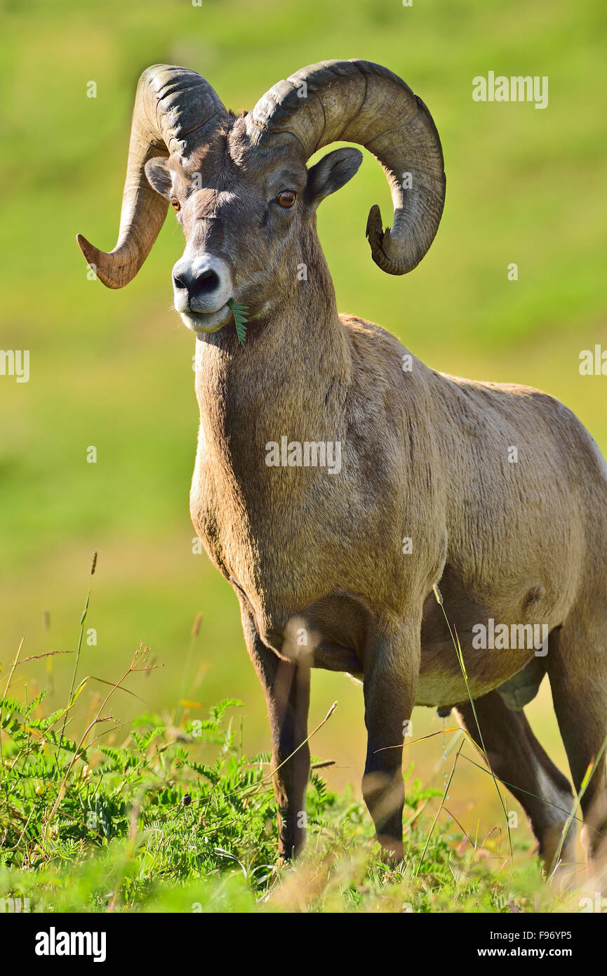 A portrait image of a rocky mountain bighorn sheep, Orvis canadensis ...