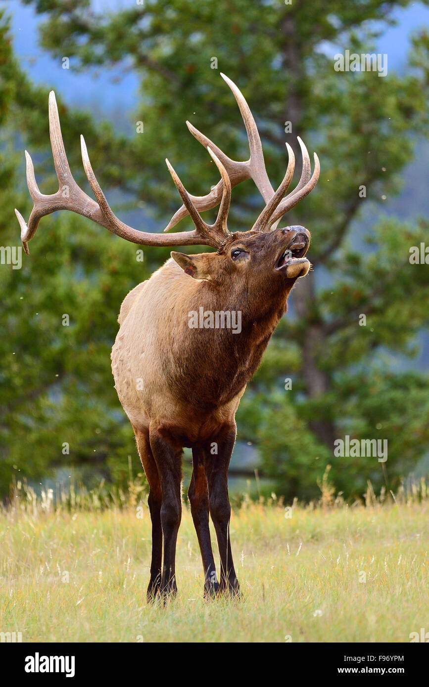 A big bull elk  Cervus elaphus, calling for a female in the rutting season in Jasper National Park Alberta Canada Stock Photo