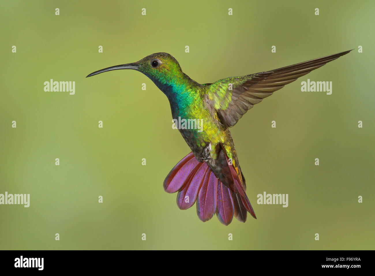 Greenbreasted Mango (Anthracothorax prevostii) flying and feeding at a flower in Costa Rica. Stock Photo