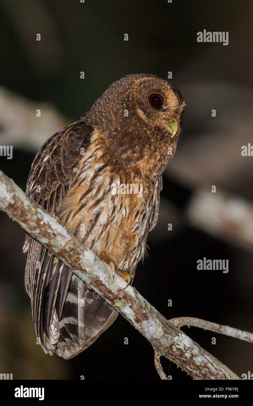 Mottled Owl (Strix virgata)  perched on a branch in Costa Rica. Stock Photo