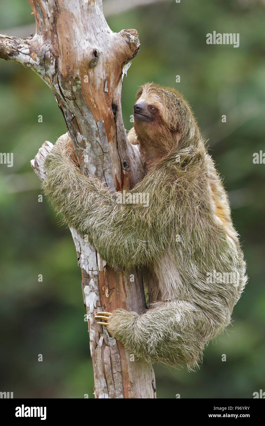 Threetoed Sloth perched on a branch in Costa Rica, Central America. Stock Photo