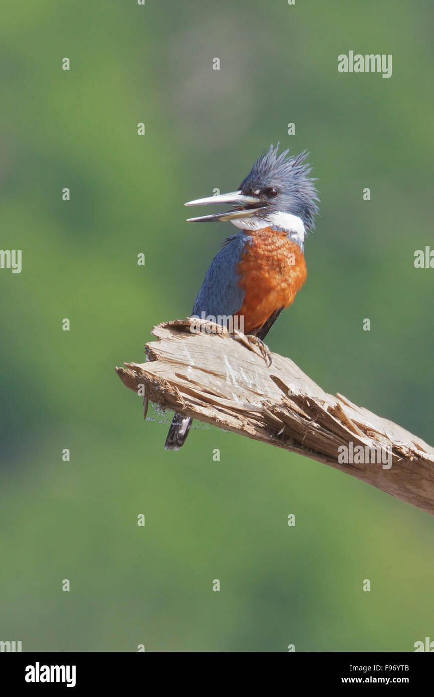 Ringed Kingfisher (Ceryle torquata) perched on a branch in Costa Rica, Central America. Stock Photo