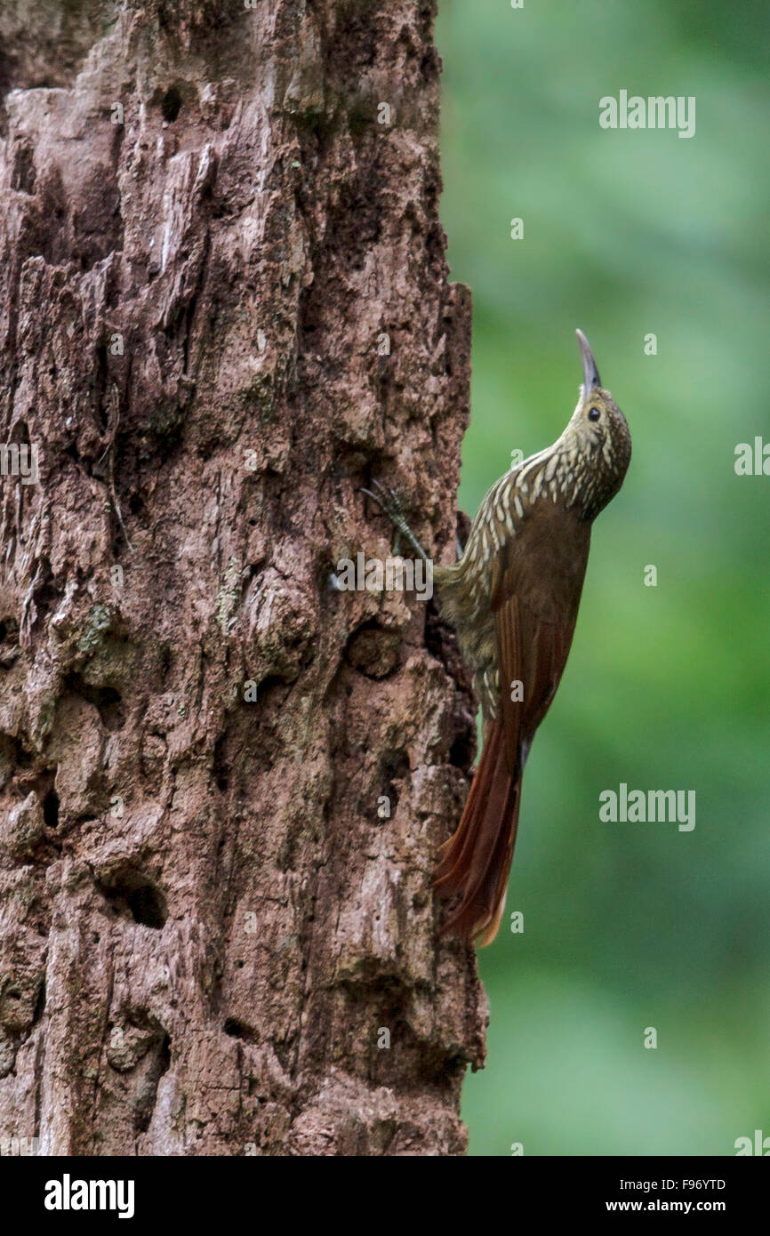 Spotcrowned Woodcreeper (Lepidocolaptes affinis) perched on a branch in Costa Rica. Stock Photo