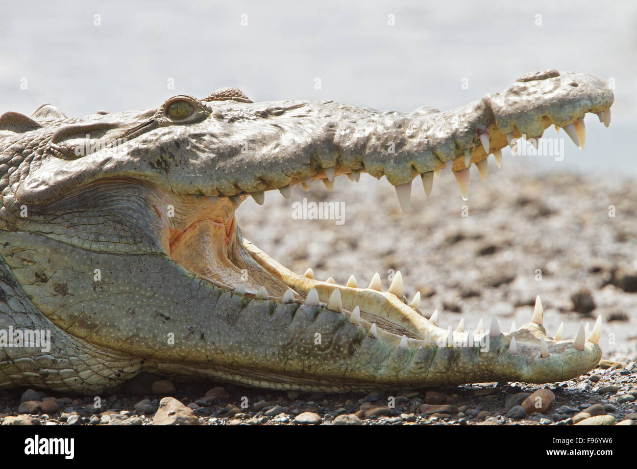 Crocodile along the shore of a river in Costa Rica, Central America. Stock Photo