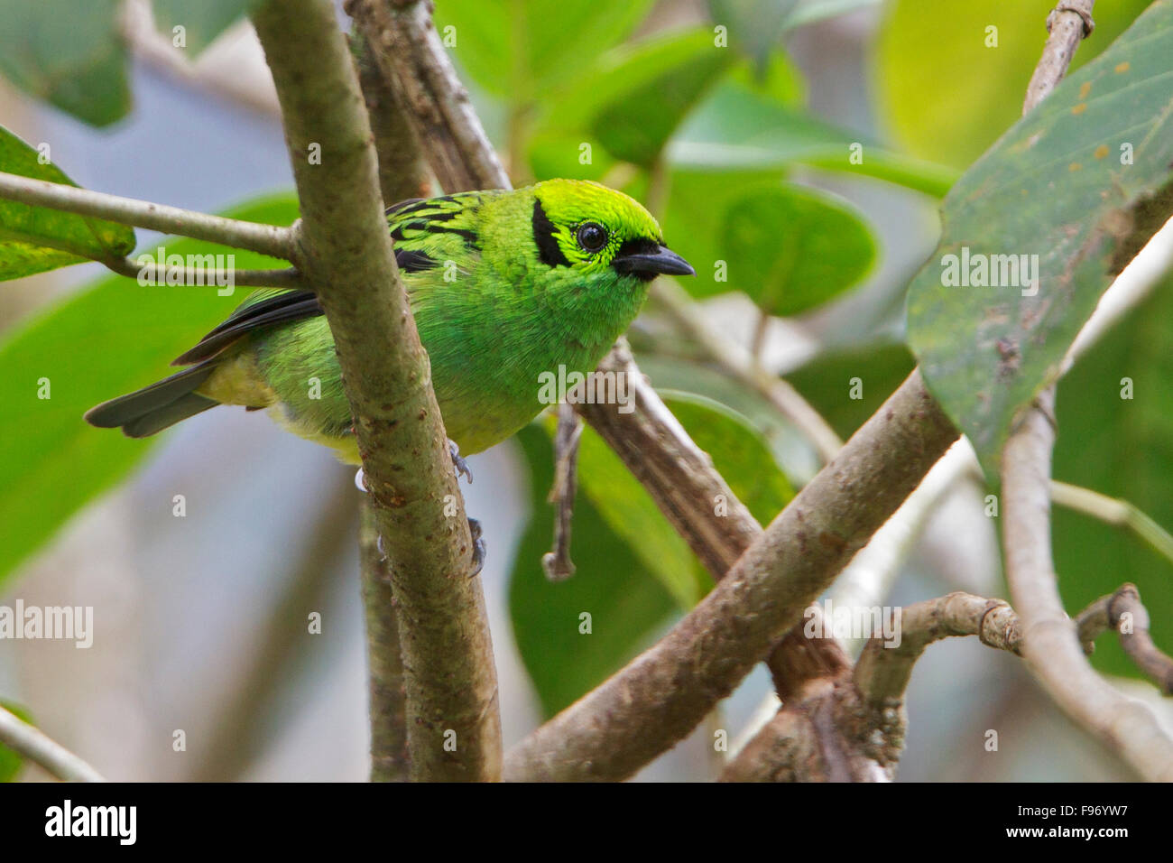 Emerald Tanager (Tangara florida) perched on a branch in Costa Rica, Central America. Stock Photo
