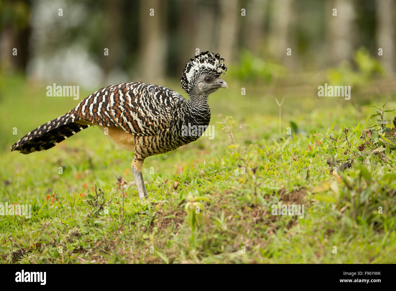 Great Curassow (Crax rubra) walking in the dry forest of Costa Rica, Central America. Stock Photo