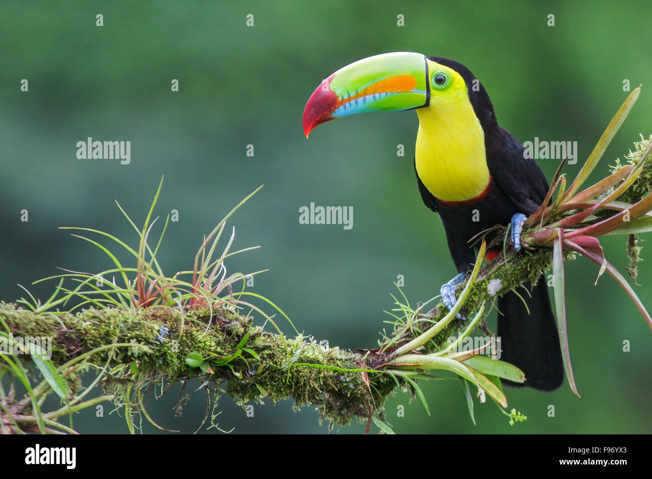 Keelbilled Toucan (Ramphastos sulfuratus) perched on a branch in Costa Rica. Stock Photo