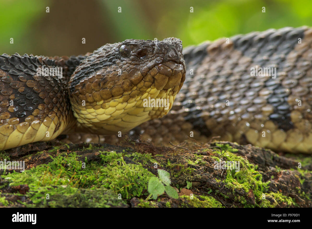 Jumping Pit Viper ready for striking, Costa Rica Stock Photo Alamy
