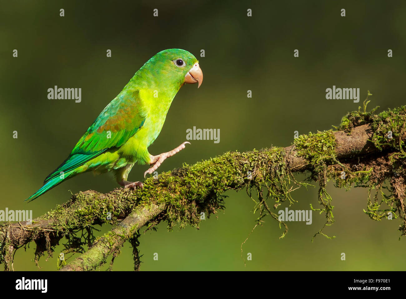 Orangechinned Parakeet (Brotogeris jugularis) perched on a branch in Costa Rica. Stock Photo
