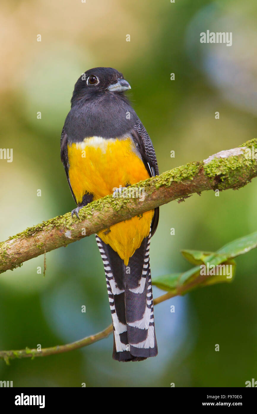 Violoceous Trogon (Trogon Violaceus) perched on a branch in Costa Rica