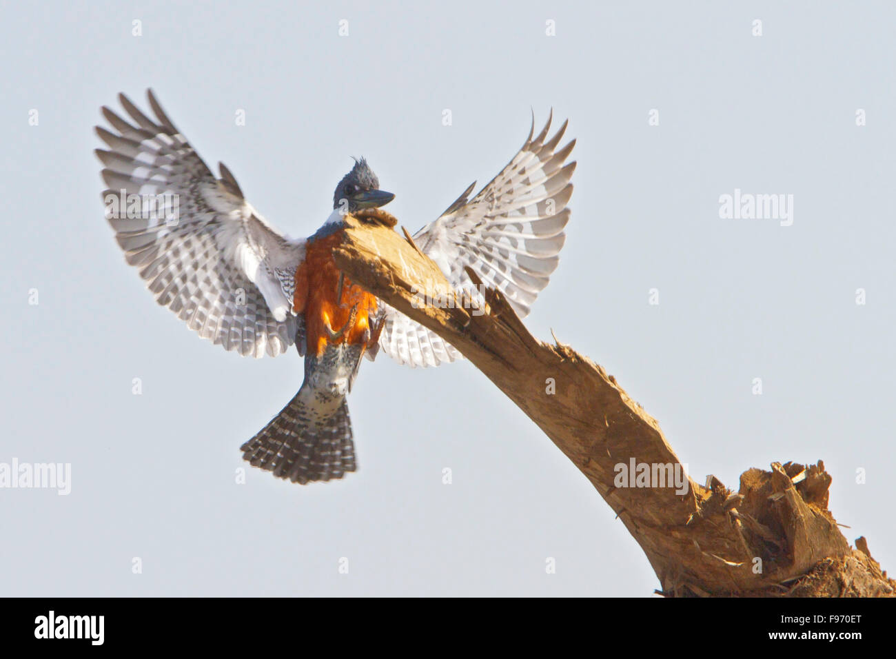 Ringed Kingfisher (Ceryle torquata) landing on a branch beside a river in Costa Rica, Central America. Stock Photo