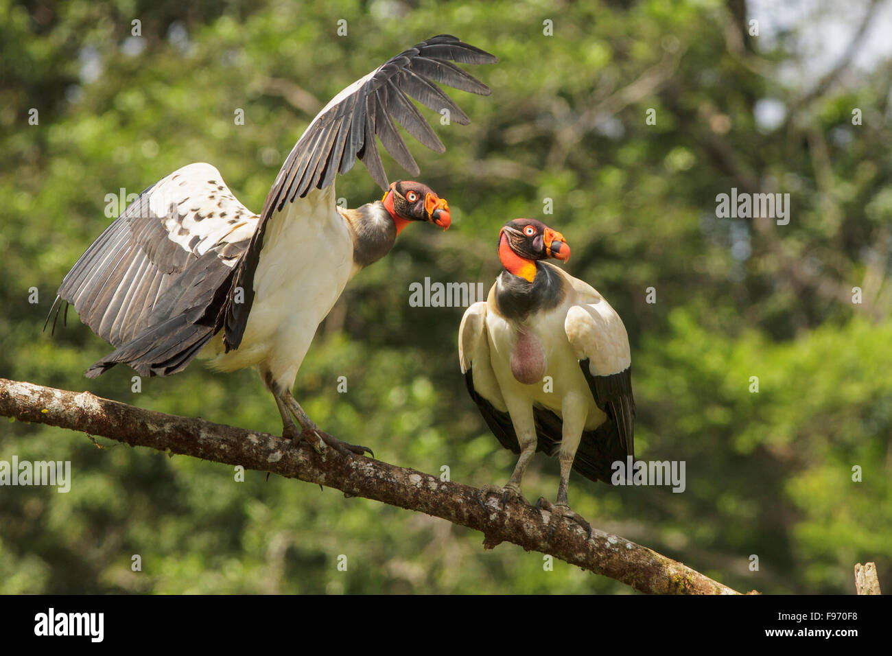 King Vulture (Sarcoramphus papa) perched on a branch in Costa Rica. Stock Photo