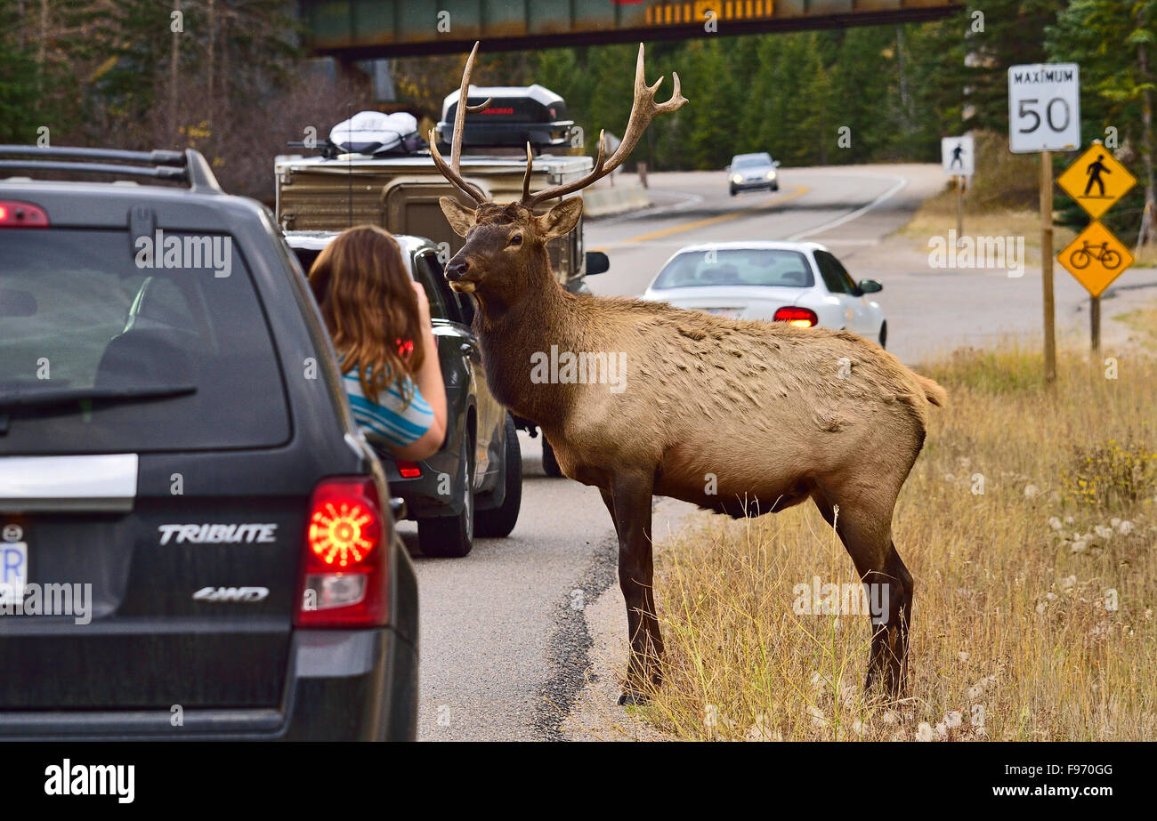 A young bull elk standing on a busy road in Jasper National Park posing for a young photographer who leans out of her car Stock Photo
