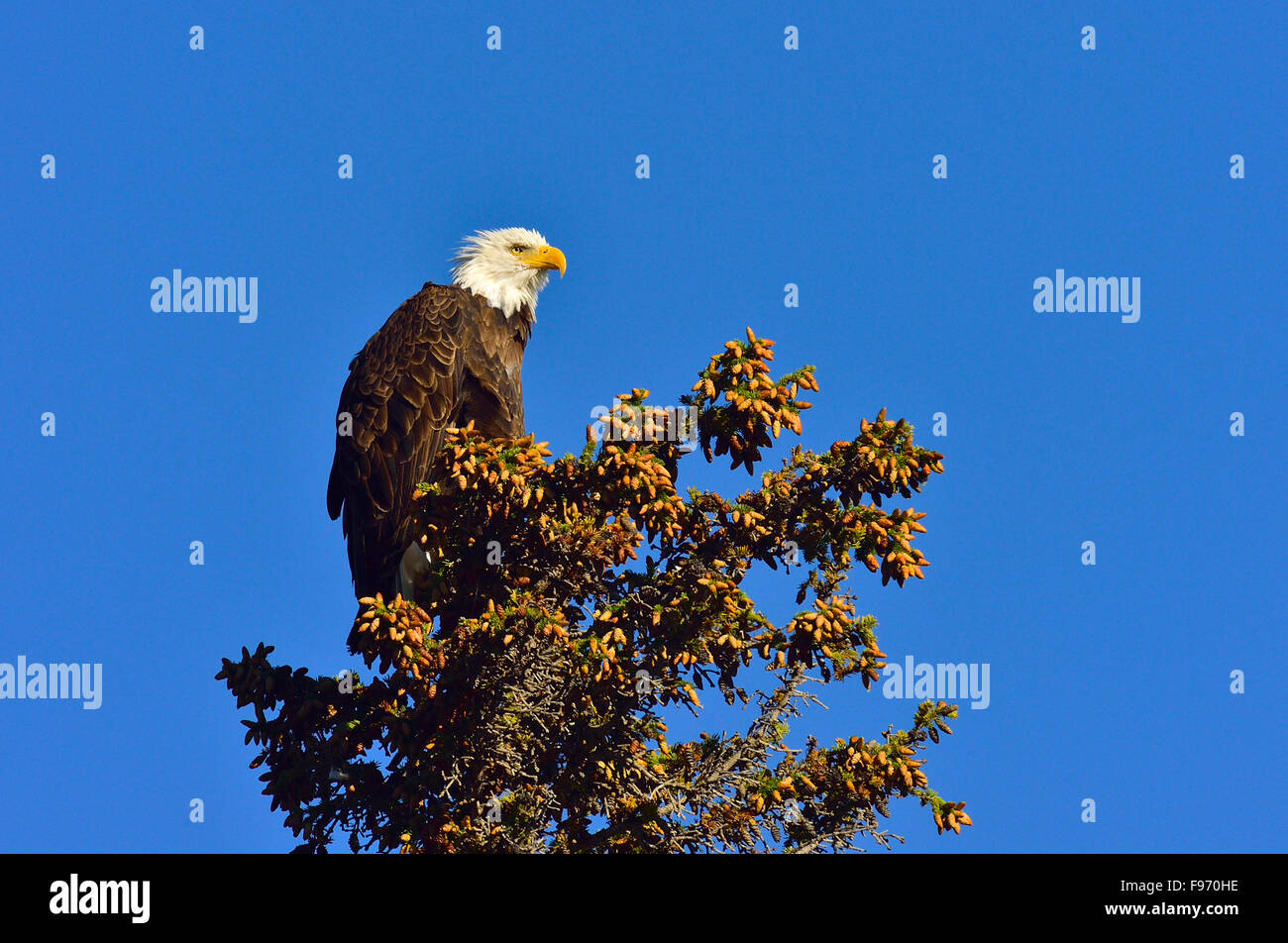 A horizontal image of a wild mature bald eagle, haliaeetus leucocephalus, perched on a spruce tree top in Jasper National Park, Stock Photo