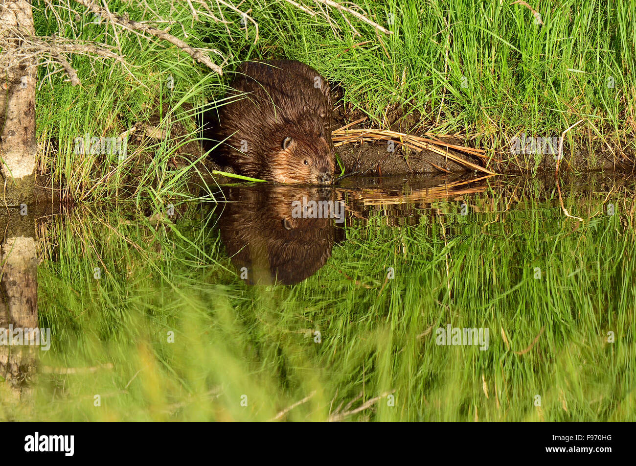 An adult beaver 'Castor canadenis', enteres the water of his pond at