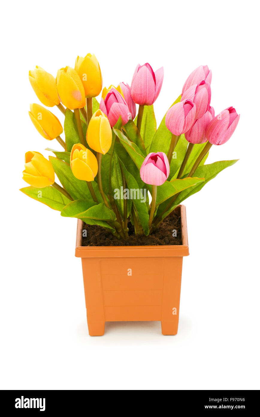 Colourful tulips isolated on the white background Stock Photo - Alamy