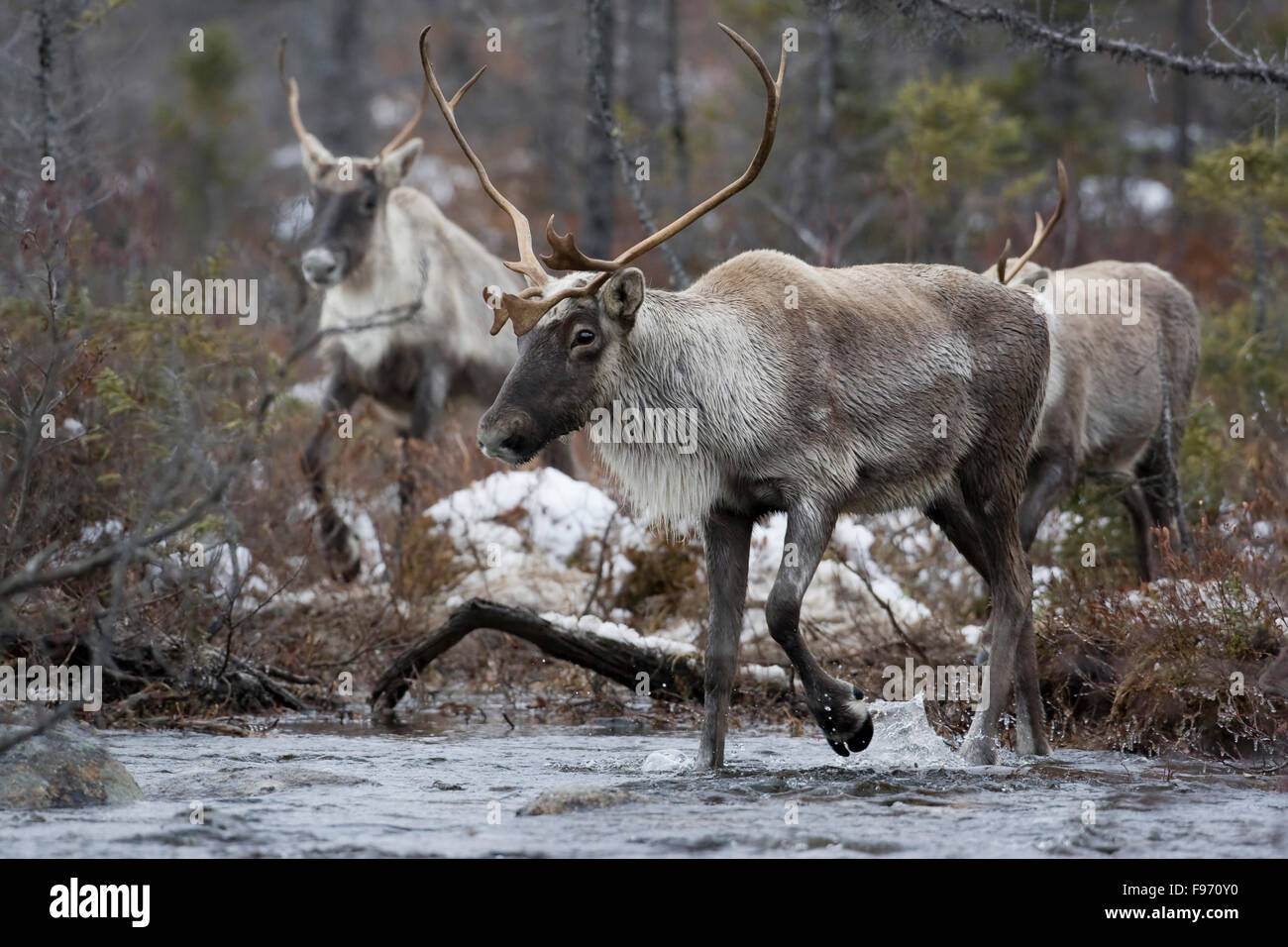 Migratory caribou, Rangifer tarandus, Crossing river, Nunavik, Quebec, Canada Stock Photo