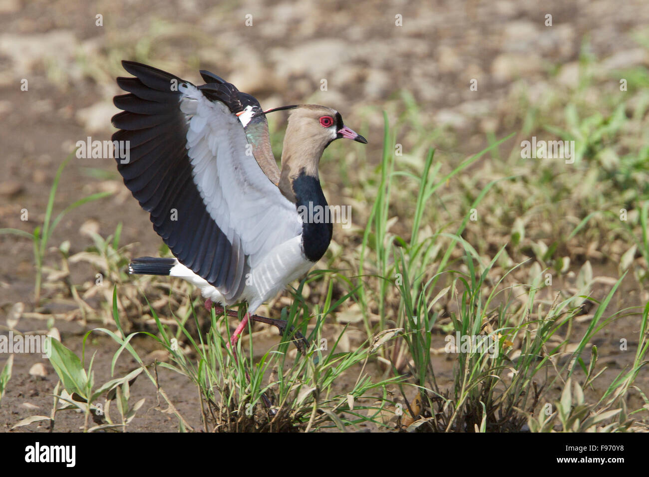 Southern Lapwing (Vanellus chilensis) feeding along the shore of a river in Costa Rica, Central America. Stock Photo