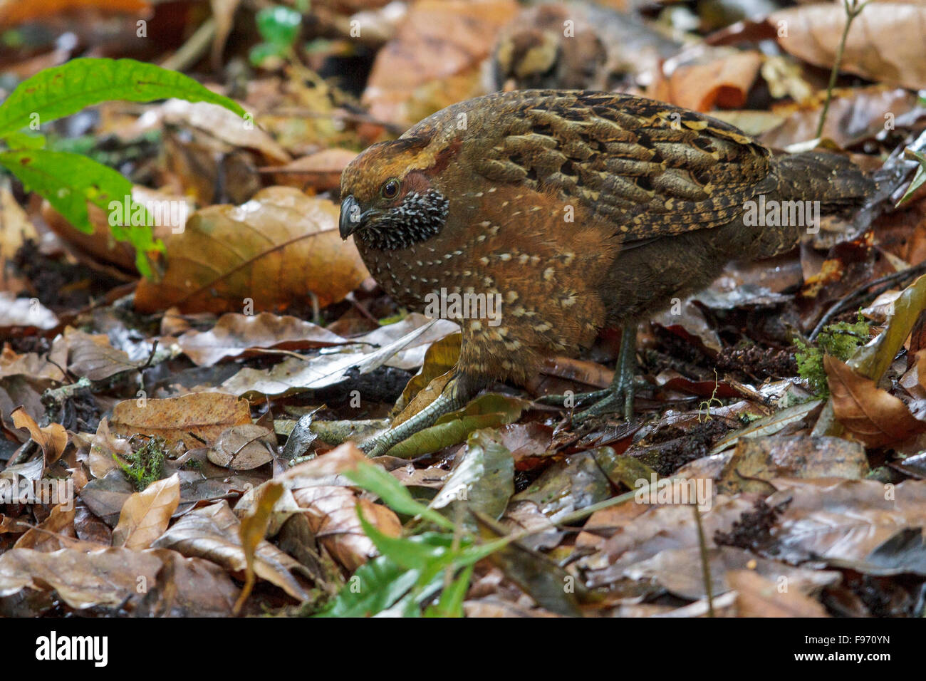 Spotted Wood Quail (Odontophorus guttatus) feeding on the ground in