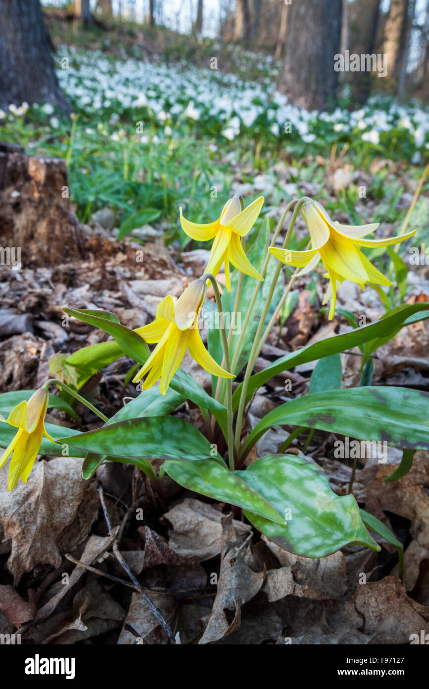 Trout Lily Or Dogtooth Violet Erythronium Americanum Sandbanks Provincial Park Ontario Stock Photo Alamy Trout Lily Or Dogtooth Violet Erythronium Americanum Sandbanks Provincial Park Ontario Stock Photo Alamy