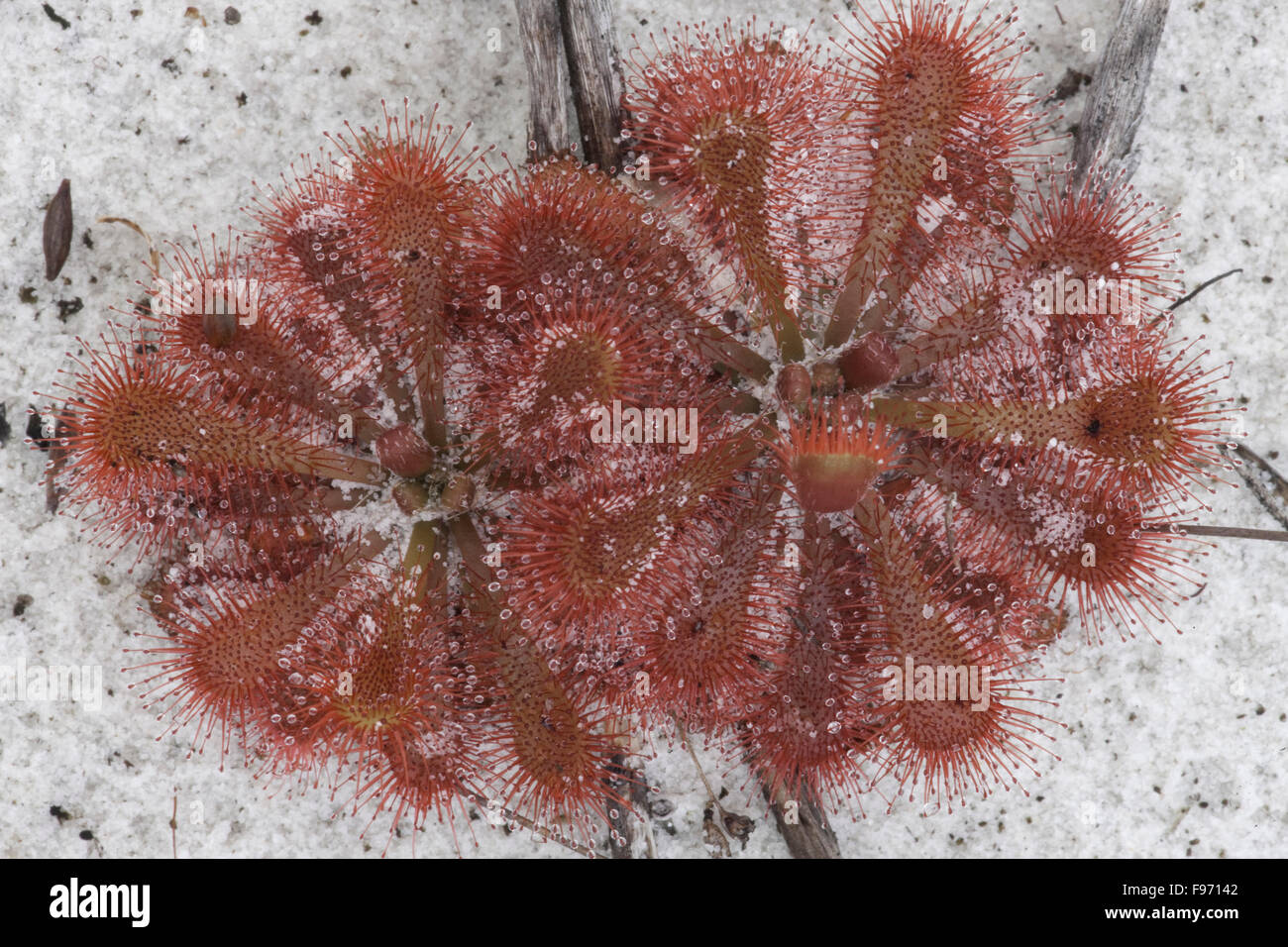 Carniverous Sundew (Drosera spatulata), Lake MacKenzie, Fraser Island, Australia Stock Photo