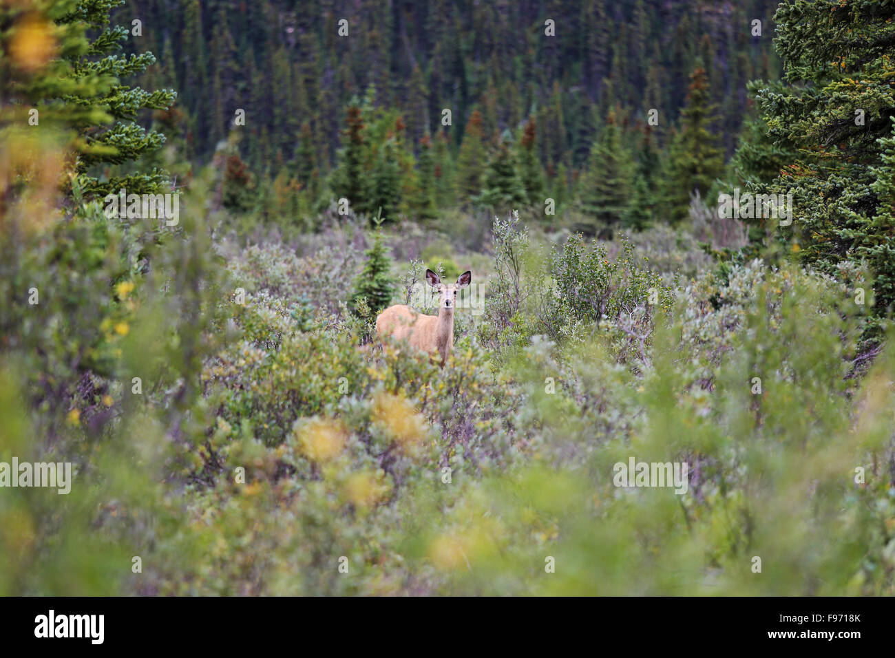 Deer peaking through a clearing in Mt. Robson park, British Columbia, Canada Stock Photo