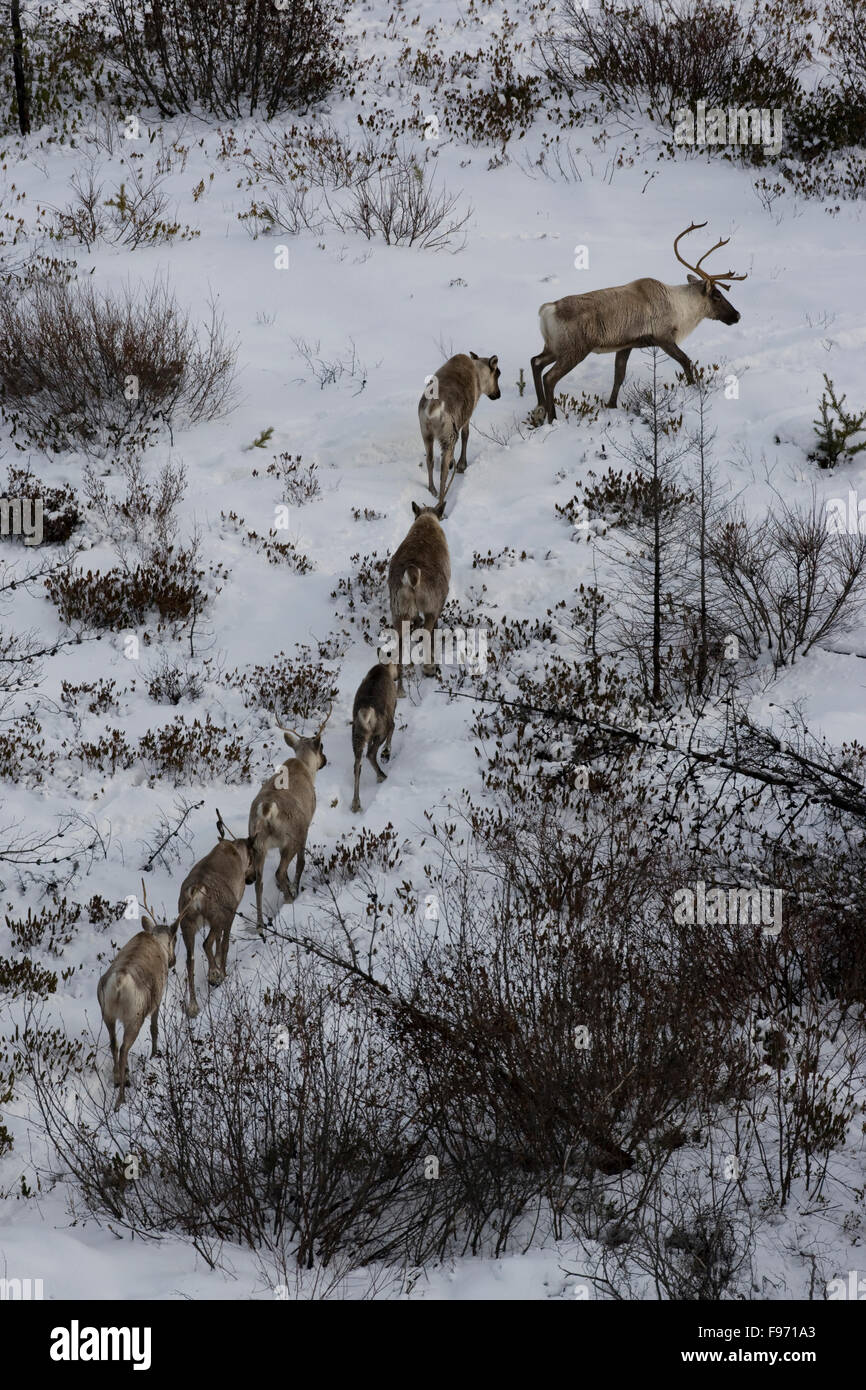 Winter caribou hi-res stock photography and images - Page 12 - Alamy