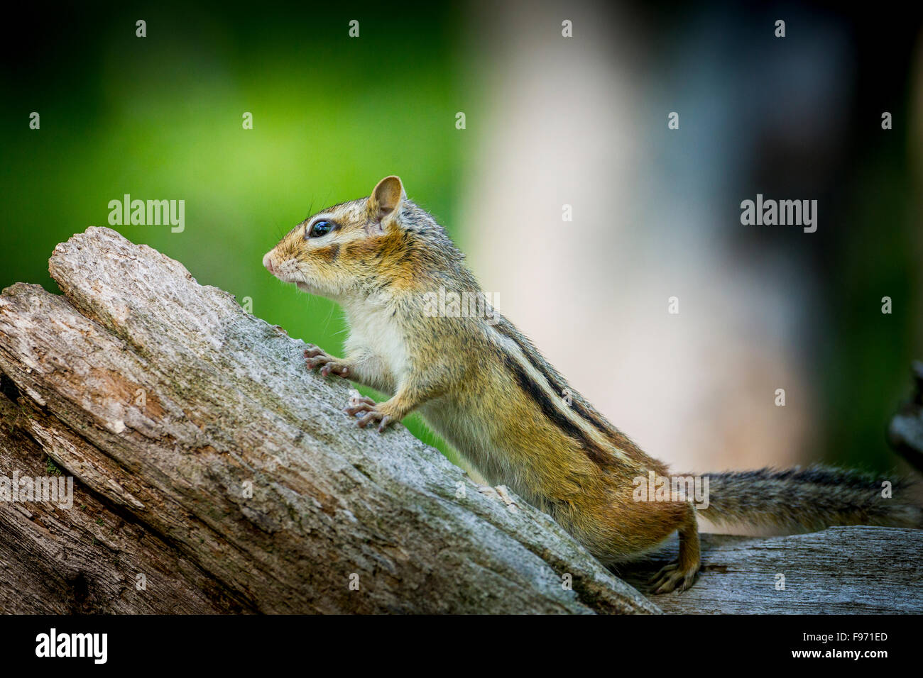 Eastern Chipmunk (Tamius striatus), Lynde Shores Conservation Area, Whitby, Ontario Stock Photo