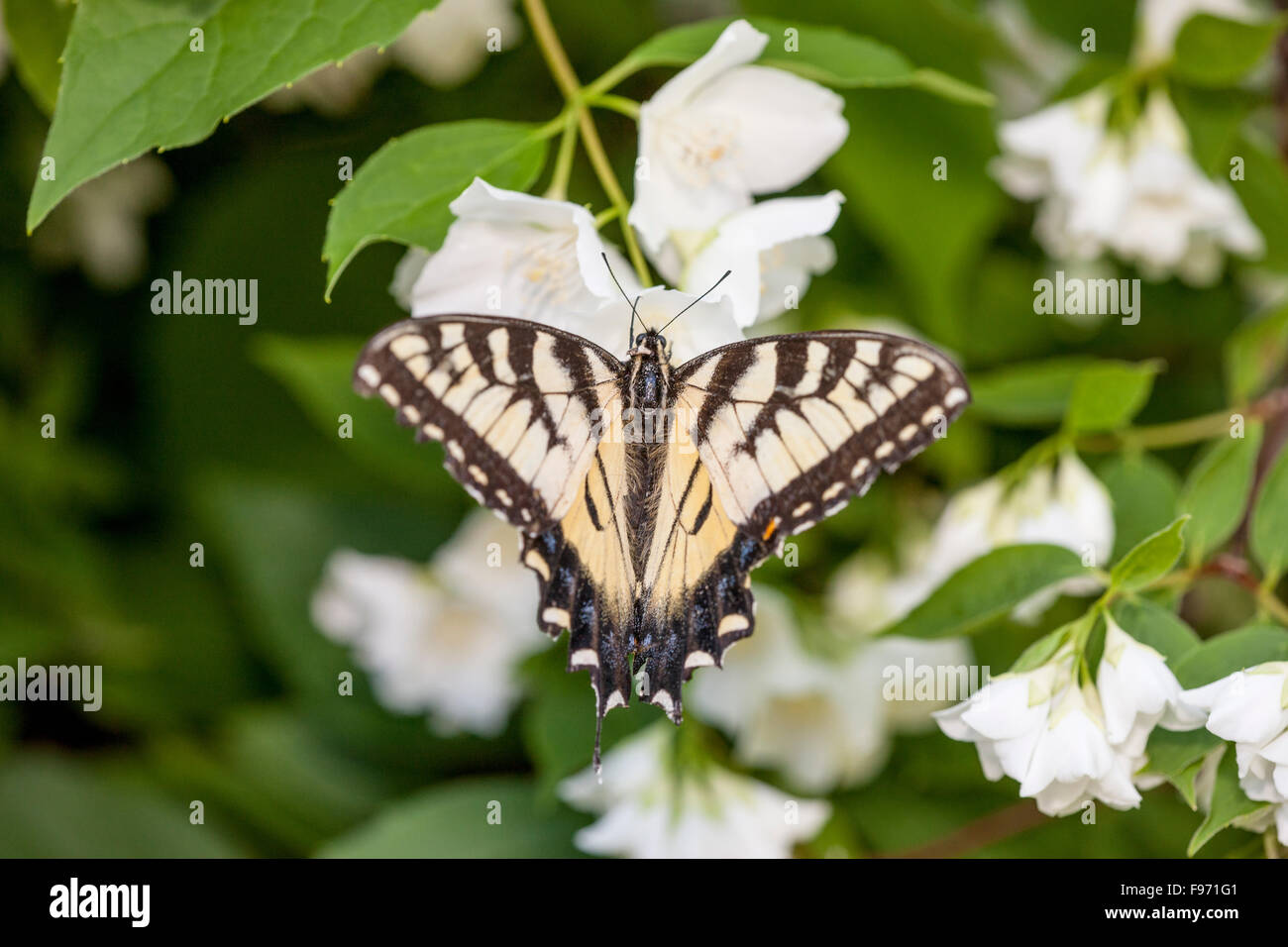 Canadian Tiger Swallowtail (Papilio canadensis) on a mock orange flower