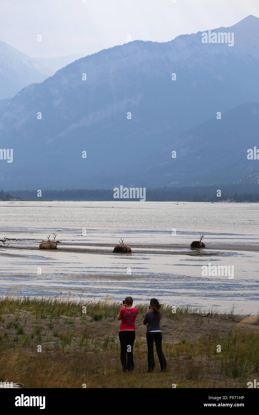 Male Elk lounging on shoreline while tourist take photographs on a lake in Jasper National Park, Stock Photo