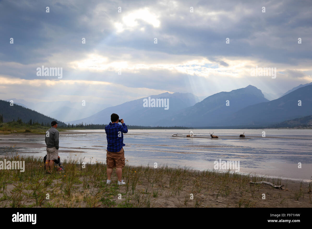 Male Elk lounging on shoreline while tourist take photographs on a lake in Jasper National Park, Stock Photo