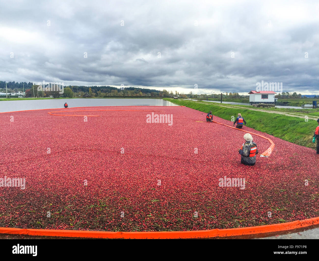 Cranberry Harvest Celebration in Delta BC..These cranberries, are wet